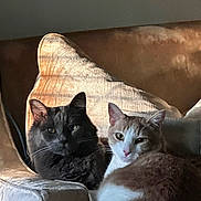 Feyyaz-Pasha is registered to the contest to win money with this photo: cat, cats, feline, pet, two_cats, gray_cat, orange_cat, armchair, cushion, sunlight, shadow, indoor, cozy, relaxed, whiskers, fur, eyes, portrait, domestic, closeup