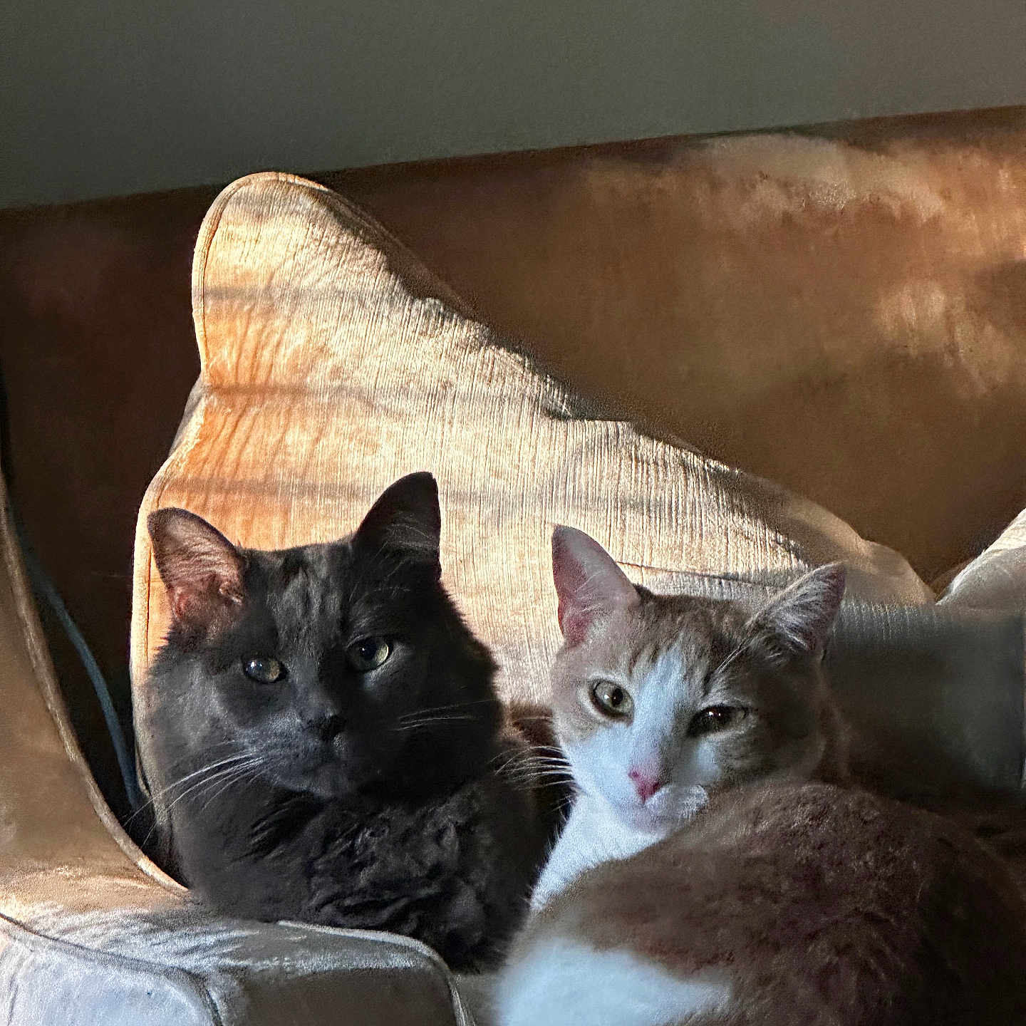 Feyyaz-Pasha is registered to the contest to win money with this photo: armchair, cat, cats, closeup, cozy, cushion, domestic, eyes, feline, fur, gray_cat, indoor, orange_cat, pet, portrait, relaxed, shadow, sunlight, two_cats, whiskers