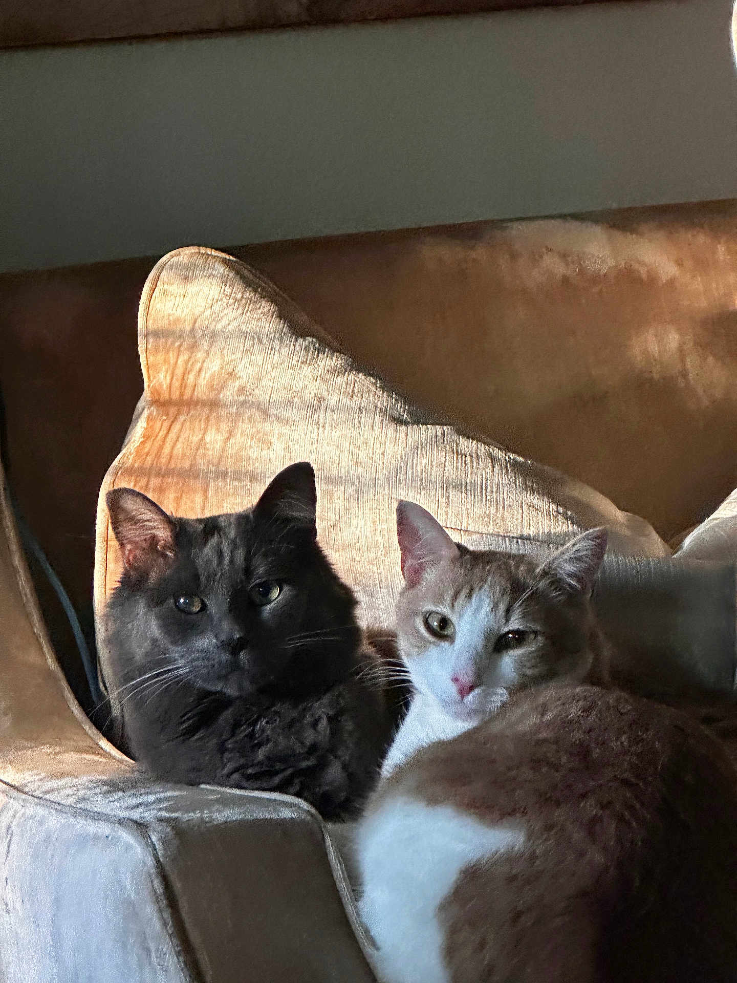Feyyaz-Pasha is registered to the contest to win money with this photo: cat, cats, feline, pet, two_cats, gray_cat, orange_cat, armchair, cushion, sunlight, shadow, indoor, cozy, relaxed, whiskers, fur, eyes, portrait, domestic, closeup