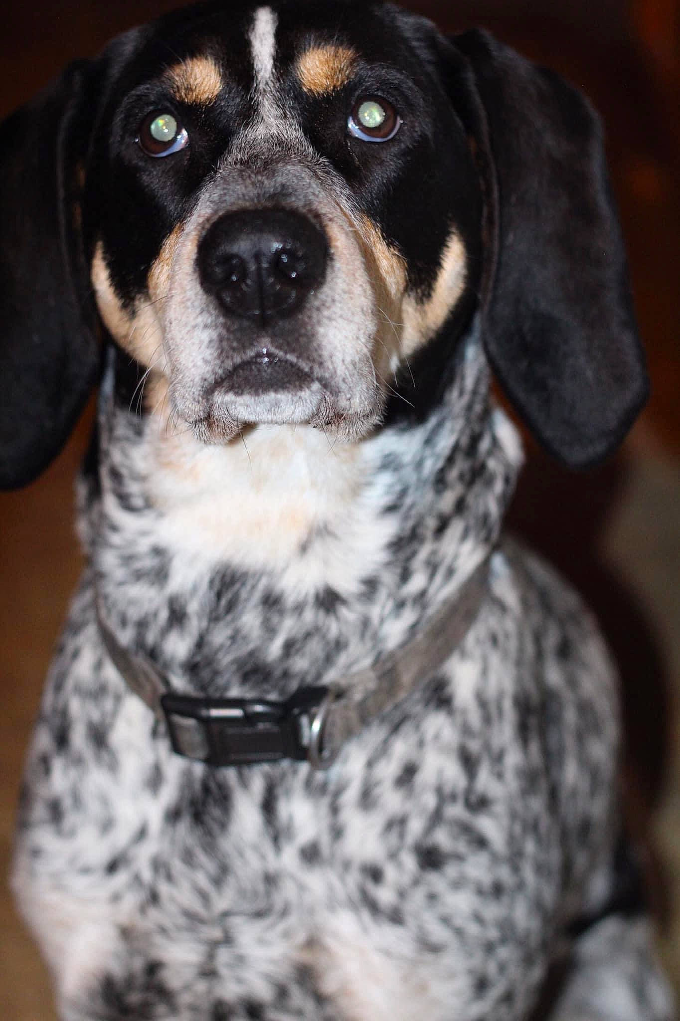 Pabst joined the competition — help win amazing prizes! auto_part, canidae, carnivore, collar, companion_dog, dog, dog_breed, dog_collar, fawn, fur, hunting_dog, non_sporting_group, pattern, snout, sporting_group, whiskers, working_animal, working_dog