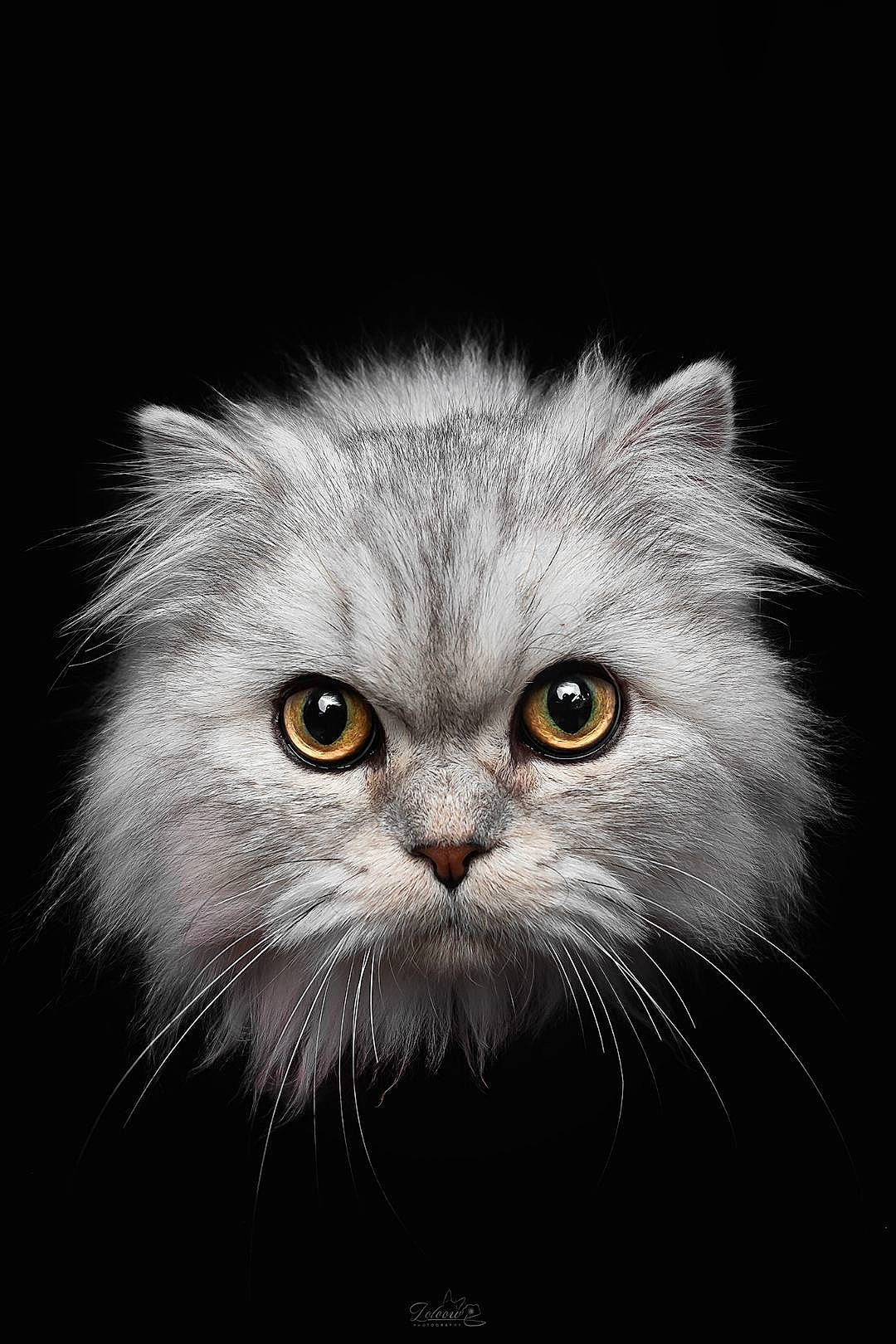 Alfons participe au concours pour gagner de l'argent avec cette photo : carnivore, cat, darkness, eye, felidae, fur, grey, macro_photography, plant, small_to_medium_sized_cats, snout, tail, terrestrial_animal, whiskers, wildlife