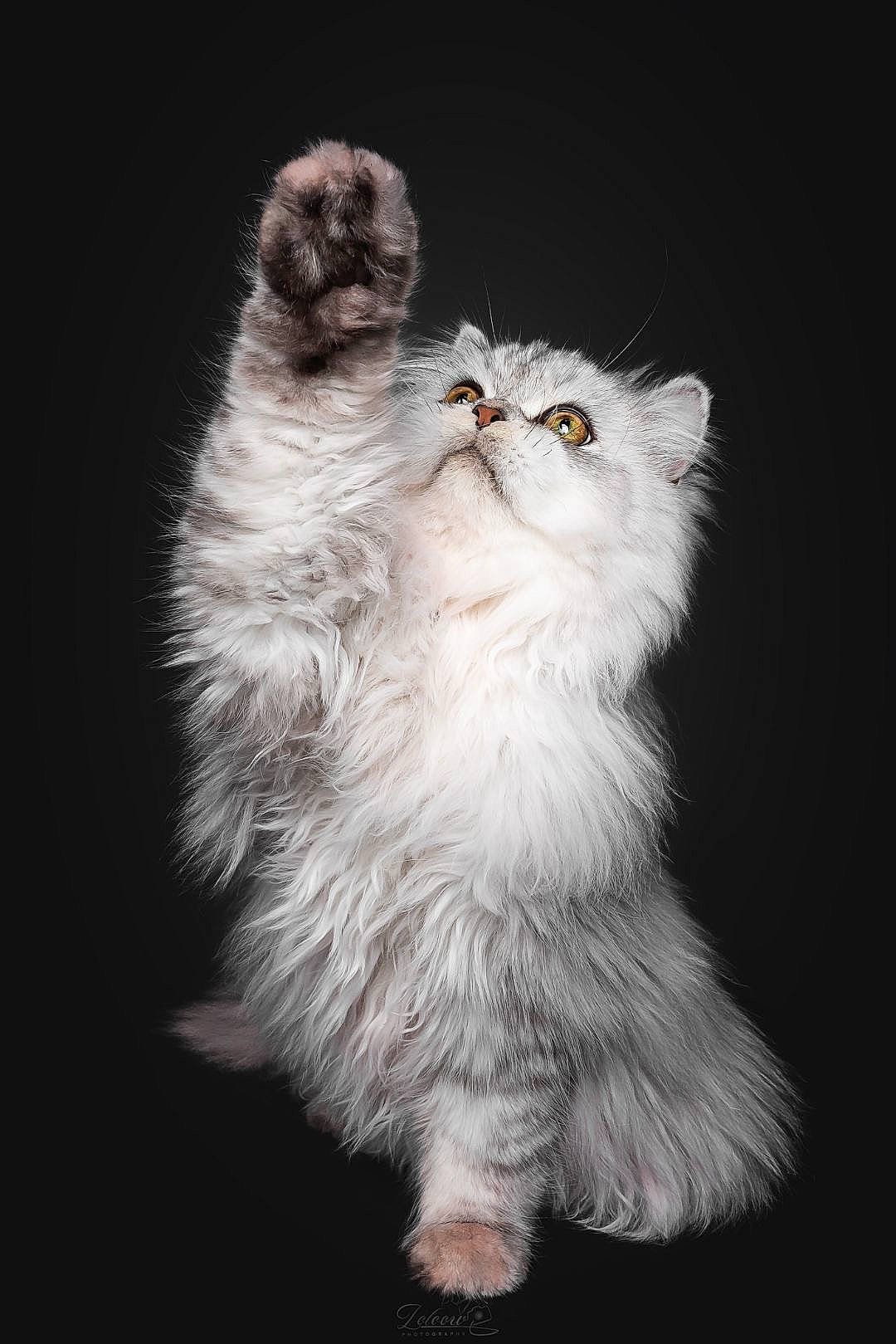 Alfons participe au concours pour gagner de l'argent avec cette photo : carnivore, cat, darkness, event, felidae, fur, monochrome_photography, small_to_medium_sized_cats, snout, tail, terrestrial_animal, whiskers