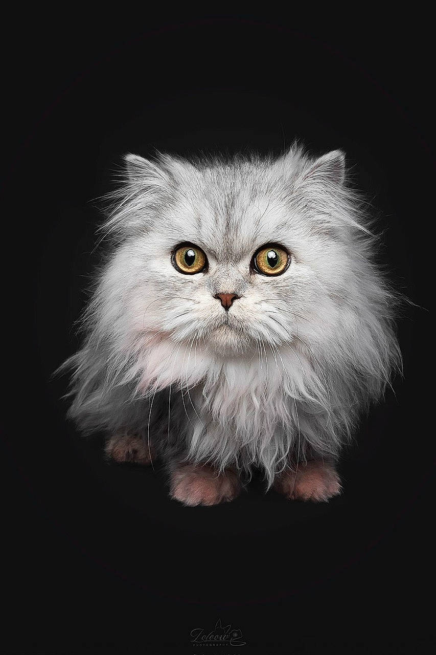 Alfons participe au concours pour gagner de l'argent avec cette photo : british_longhair, carnivore, cat, darkness, eye, felidae, fur, small_to_medium_sized_cats, snout, terrestrial_animal, whiskers