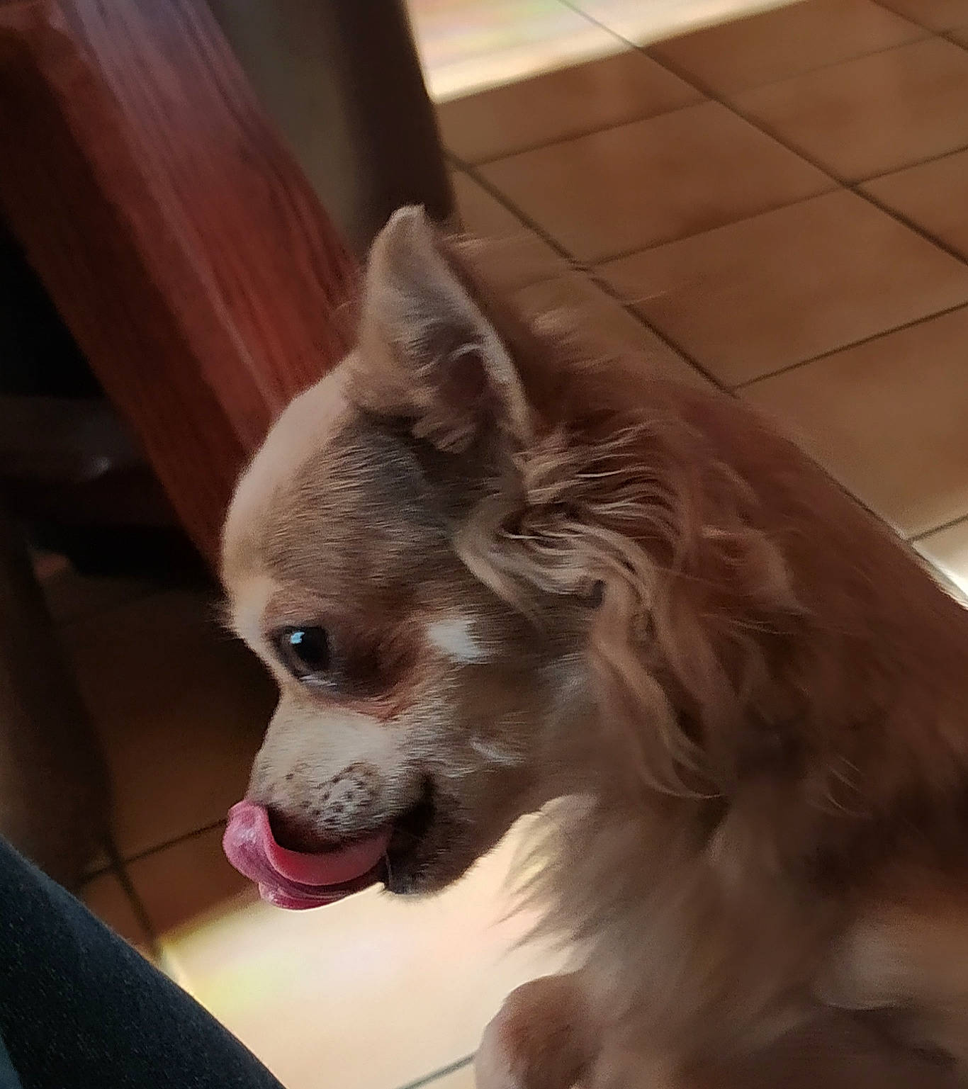 Olya participe au concours pour gagner de l'argent avec cette photo : canidae, carnivore, chinese_crested_dog, companion_dog, dog, dog_breed, ear, fawn, mammal, non_sporting_group, pomeranian, snout, sporting_group, toy_dog, vertebrate, whiskers