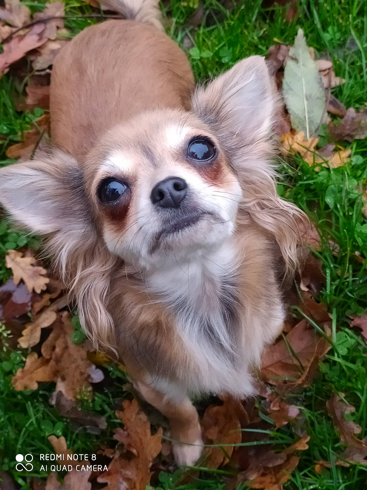 Olya participe au concours pour gagner de l'argent avec cette photo : ancient_dog_breeds, canidae, carnivore, chihuahua, companion_dog, dog, dog_breed, fawn, mammal, puppy, snout, tibetan_spaniel, toy_dog, vertebrate, whiskers