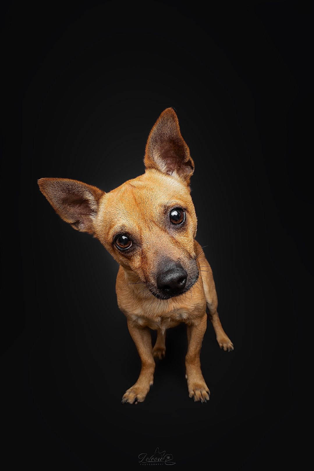 Taiko a rejoint le concours — aidez-le/la à gagner de superbes lots ! canidae, carnivore, companion_dog, darkness, dog, dog_breed, dog_collar, ear, fawn, fur, non_sporting_group, snout, sporting_group, terrestrial_animal, toy_dog, whiskers, working_animal