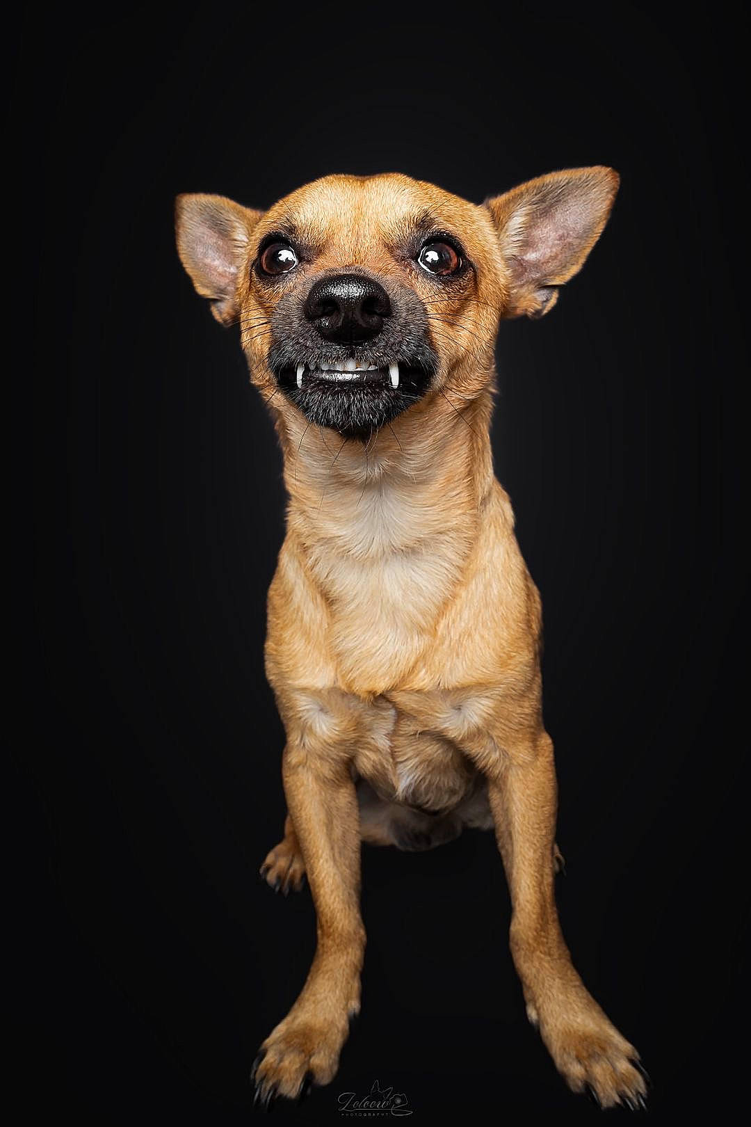 Taiko a rejoint le concours — aidez-le/la à gagner de superbes lots ! canidae, carnivore, chihuahua, companion_dog, corgi_chihuahua, darkness, dog, dog_breed, fawn, fur, snout, sporting_group, terrestrial_animal, toy_dog, whiskers, wood, working_animal