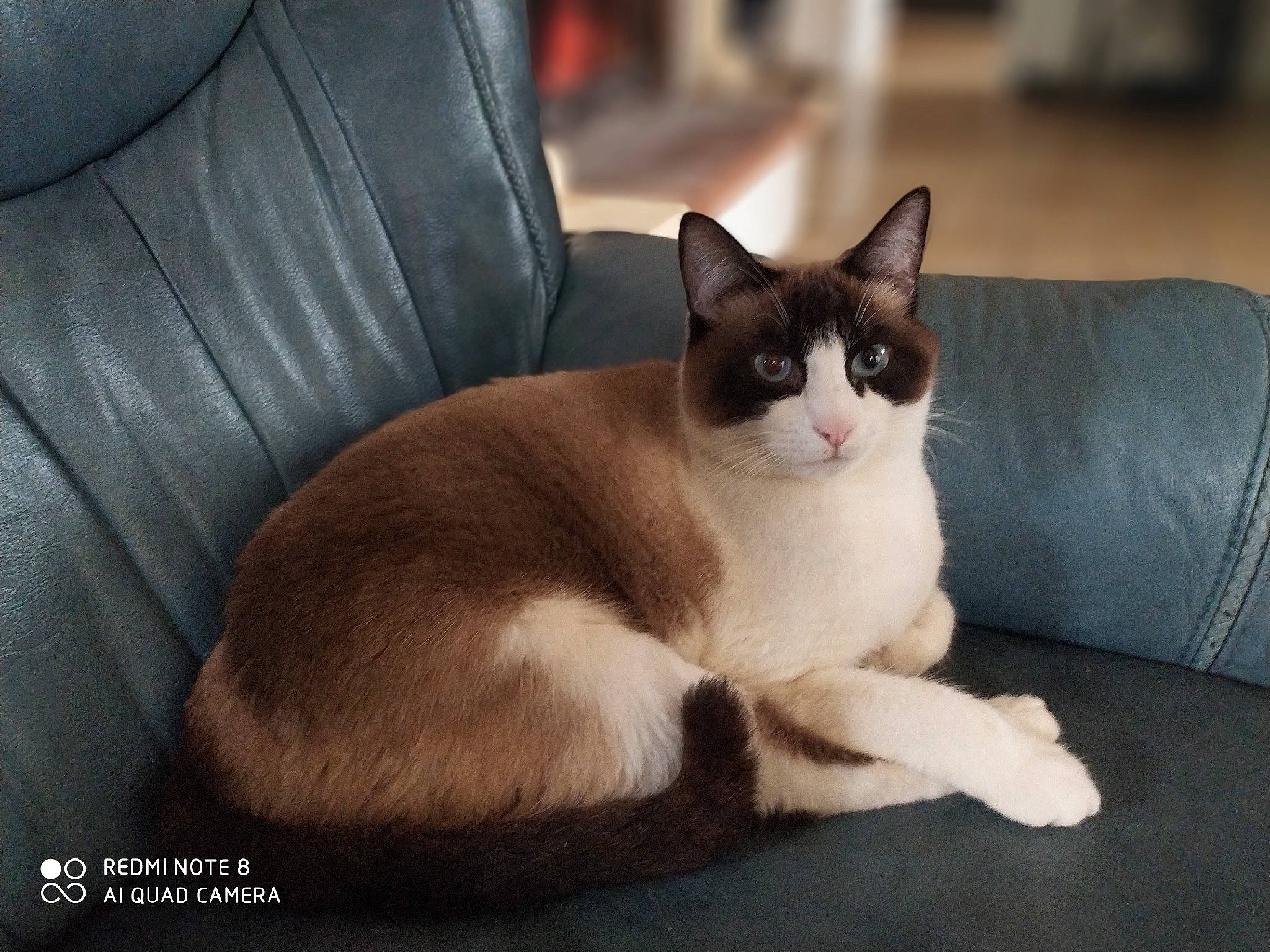 Nouchka participe au concours pour gagner de l'argent avec cette photo : aegean_cat, american_wirehair, asian, carnivore, cat, domestic_short_haired_cat, felidae, mammal, ojos_azules, paw, photo_caption, siamese, small_to_medium_sized_cats, snout, snowshoe, tail, thai, tonkinese, vertebrate, whiskers