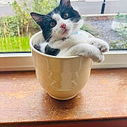 Cookie is registered to the contest to win money with this photo: kitten, cat, black_and_white, cup, windowsill, wood, window, indoor, pet, animal, curious, cute, feline, domestic_cat, young, cozy, resting, collar, closeup, natural_light