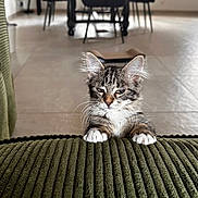 Gioia a rejoint le concours — aidez-le/la à gagner de superbes lots ! animal, blurred_background, cat, chair, couch, cozy, curious, floor, furniture, green, home, indoor, kitten, paws, pet, plant, resting, whiskers, window, young_cat