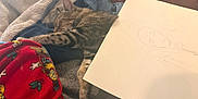 Banjo is registered to the contest to win money with this photo: cat, tabby, sleeping, blanket, clothing, drawing, paper, sketch, red, blue, gray, striped, cozy, indoor, resting, feline, soft, fabric, relaxed, nap