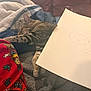 cat, tabby, sleeping, blanket, clothing, drawing, paper, sketch, red, blue, gray, striped, cozy, indoor, resting, feline, soft, fabric, relaxed, nap