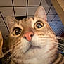 Banjo joined the competition — help win amazing prizes! cat, close_up, tabby, indoor, curious, wide_eyes, pink_nose, whiskers, feline, face, pet, animal, domestic, fur, ears, focus, background, ceiling, indoors, mammal