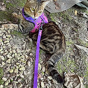 Banjo is registered to the contest to win money with this photo: cat, tabby, purple_harness, outdoor, rocks, moss, dry_leaves, curious, pet, animal, feline, leash, nature, ground, resting, wildlife, fur, whiskers, ears, tail