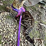 cat, tabby, purple_harness, outdoor, rocks, moss, dry_leaves, curious, pet, animal, feline, leash, nature, ground, resting, wildlife, fur, whiskers, ears, tail