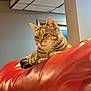 Banjo is registered to the contest to win money with this photo: cat, tabby_cat, indoor, red_couch, leather, furniture, window, ceiling, relaxed, pet, animal, fur, whiskers, ears, face, domestic_cat, resting, cozy, home, contemplative