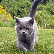 Fergus joined the competition — help win amazing prizes! cat, gray_cat, british_shorthair, pet, animal, feline, grass, lawn, garden, outdoor, nature, greenery, tail, ears, whiskers, amber_eyes, walking, standing, portrait, daylight
