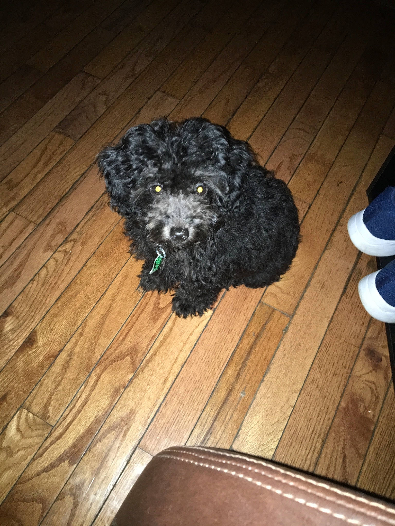 Rocky is registered to the contest to win money with this photo: bolonka, canidae, carnivore, cavapoo, cockapoo, dog, dog_breed, labradoodle, lagotto_romagnolo, mammal, miniature_poodle, poodle, poodle_crossbreed, portuguese_water_dog, puppy, schnoodle, spanish_water_dog, sporting_group, toy_poodle, water_dog