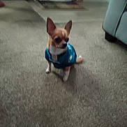 Bingo is registered to the contest to win money with this photo: dog, small_dog, indoor, carpet, clothing, pet, animal, teal_jersey, chihuahua, floor, furniture, blur, cute, sitting, looking_away, ears, brown_dog, white_paws, soft_lighting, cozy