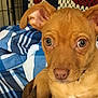 Scoobydoo joined the competition — help win amazing prizes! canidae, carnivore, chihuahua, companion_dog, dog, dog_breed, ear, fawn, mammal, non_sporting_group, nose, podenco_canario, puppy, rare_breed_dog, snout, vertebrate, whiskers