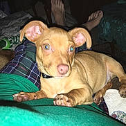 Scoobydoo joined the competition — help win amazing prizes! canidae, carnivore, cirneco_delletna, dog, dog_breed, ear, fawn, hunting_dog, mammal, non_sporting_group, pharaoh_hound, podenco_canario, puppy, snout, sporting_group, toy_dog, vertebrate, vizsla, whiskers