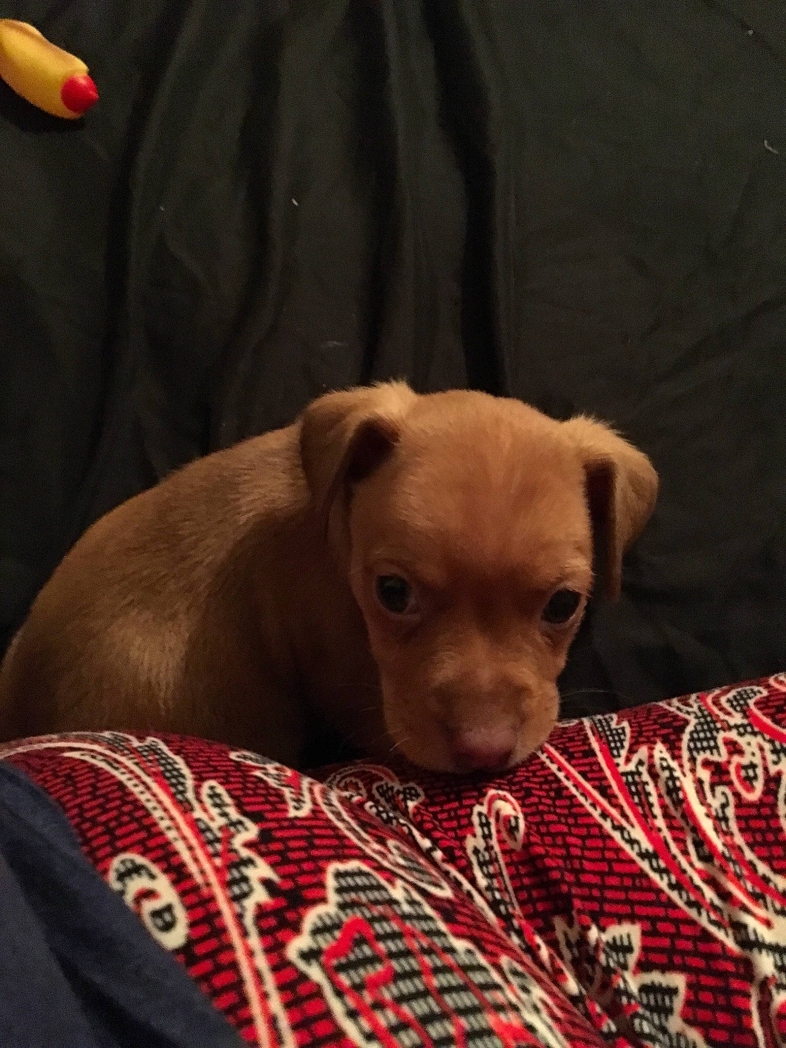 Scoobydoo joined the competition — help win amazing prizes! american_pit_bull_terrier, canidae, carnivore, companion_dog, dog, dog_breed, fawn, mammal, non_sporting_group, person, pit_bull, puppy, snout, sporting_group, vertebrate