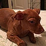 Scoobydoo joined the competition — help win amazing prizes! canidae, carnivore, companion_dog, dog, dog_breed, ear, fawn, liver, mammal, nose, puppy, skin, snout, sporting_group, vertebrate