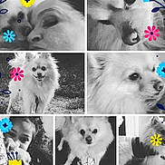 Shaggy joined the competition — help win amazing prizes! american_eskimo_dog, art, black_and_white, canidae, carnivore, collage, companion_dog, dog, dog_breed, german_spitz, german_spitz_mittel, japanese_spitz, non_sporting_group, photography, pomeranian, puppy, spitz, volpino_italiano