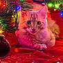animal, cat, celebration, christmas, christmas_decoration, christmas_tree, cozy, cute, decor, festive, festivity, holiday, holiday_lights, indoor, kitten, orange_tabby, ornament, pet, pine_needles, red_blanket