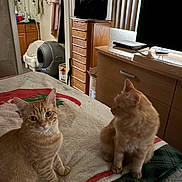 Butch joined the competition — help win amazing prizes! cat, cats, ginger_cat, bed, blanket, bedroom, dresser, tv, fan, litter_box, wooden_furniture, indoor, pet, fur, whiskers, eyes, sitting, blanket_pattern, cozy, home_decor