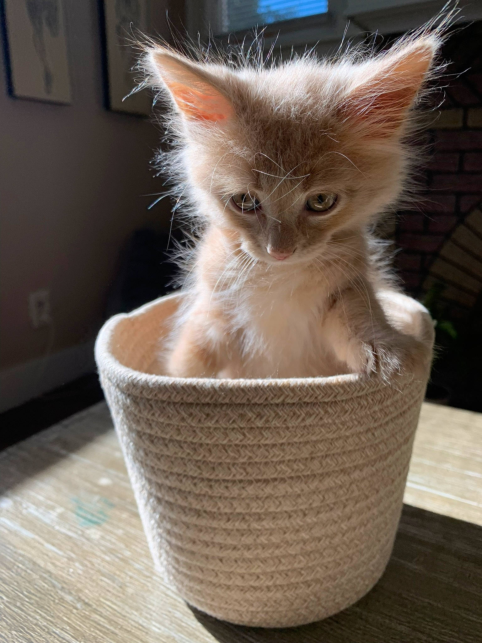 Frosty joined the competition — help win amazing prizes! basket, box, carnivore, cat, cat_supply, claw, domestic_short_haired_cat, fawn, felidae, flooring, fur, hardwood, paw, pet_supply, picture_frame, small_to_medium_sized_cats, tail, wall_plate, whiskers, wood