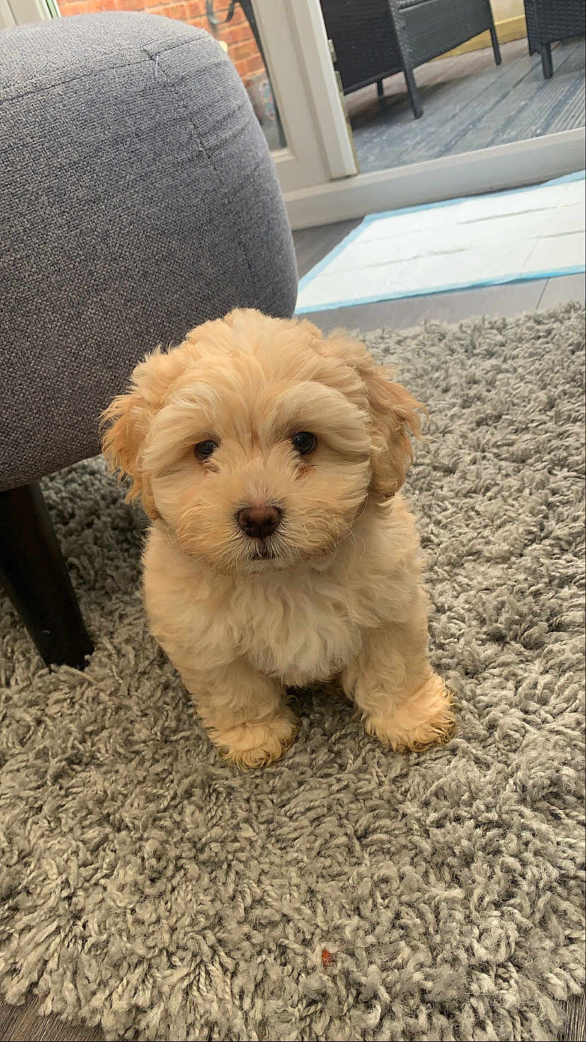 Lenny