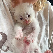 Snowball joined the competition — help win amazing prizes! kitten, cat, baby_animal, white_fur, pink_paws, person, holding, close_up, cute, sleepy, furry, soft_light, indoor, young, pet, animal, mammal, hand, cuddle, companion