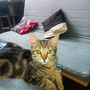 Mimi participe au concours pour gagner de l'argent avec cette photo : cat, tabby_cat, indoor, sofa, pillow, glass_table, curious, yellow_eyes, furniture, cat_tree, patterned_curtain, pet, domestic, relaxed, floor, wooden_floor, close_up, animal, whiskers, ears