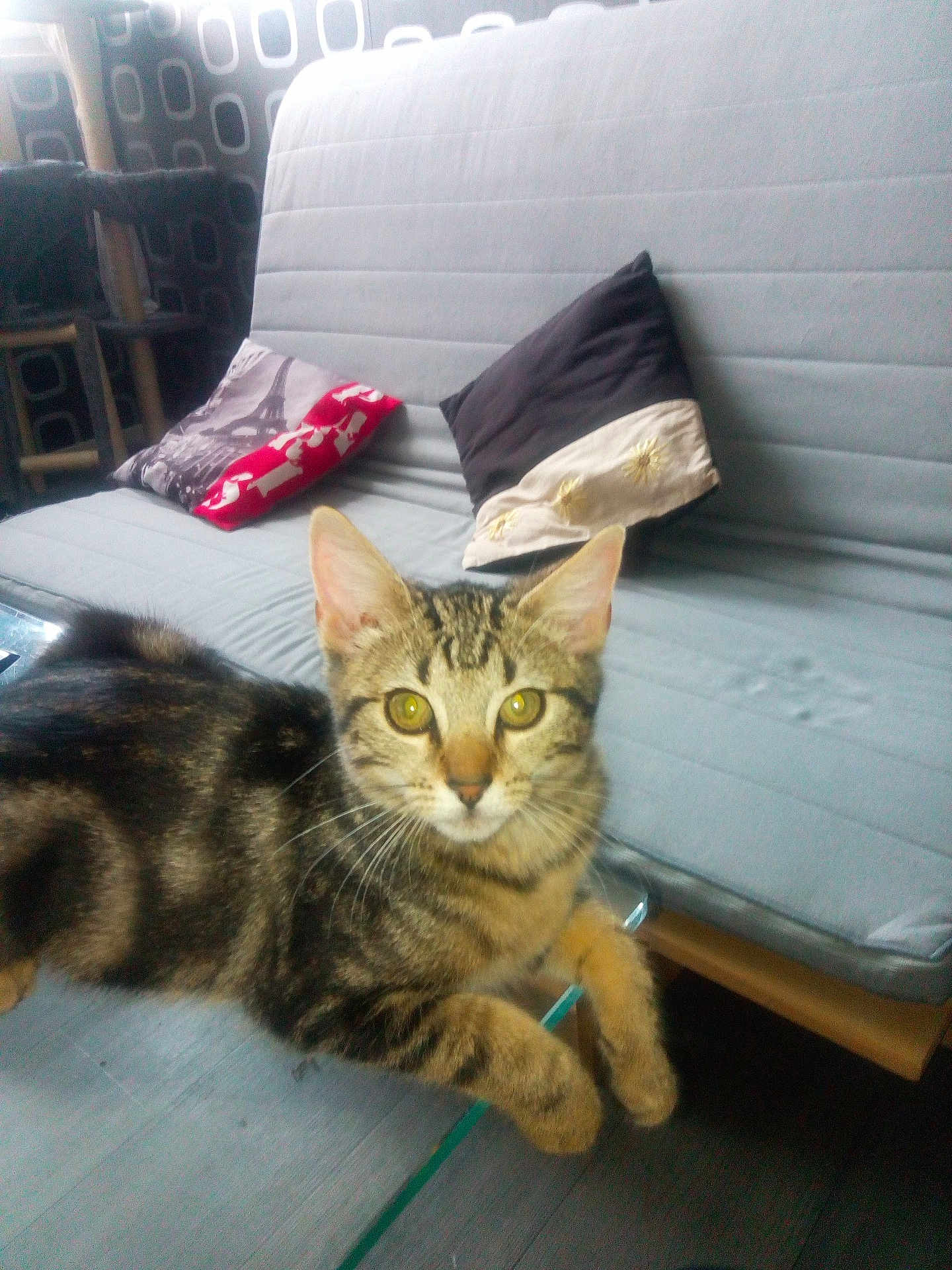Mimi participe au concours pour gagner de l'argent avec cette photo : cat, tabby_cat, indoor, sofa, pillow, glass_table, curious, yellow_eyes, furniture, cat_tree, patterned_curtain, pet, domestic, relaxed, floor, wooden_floor, close_up, animal, whiskers, ears