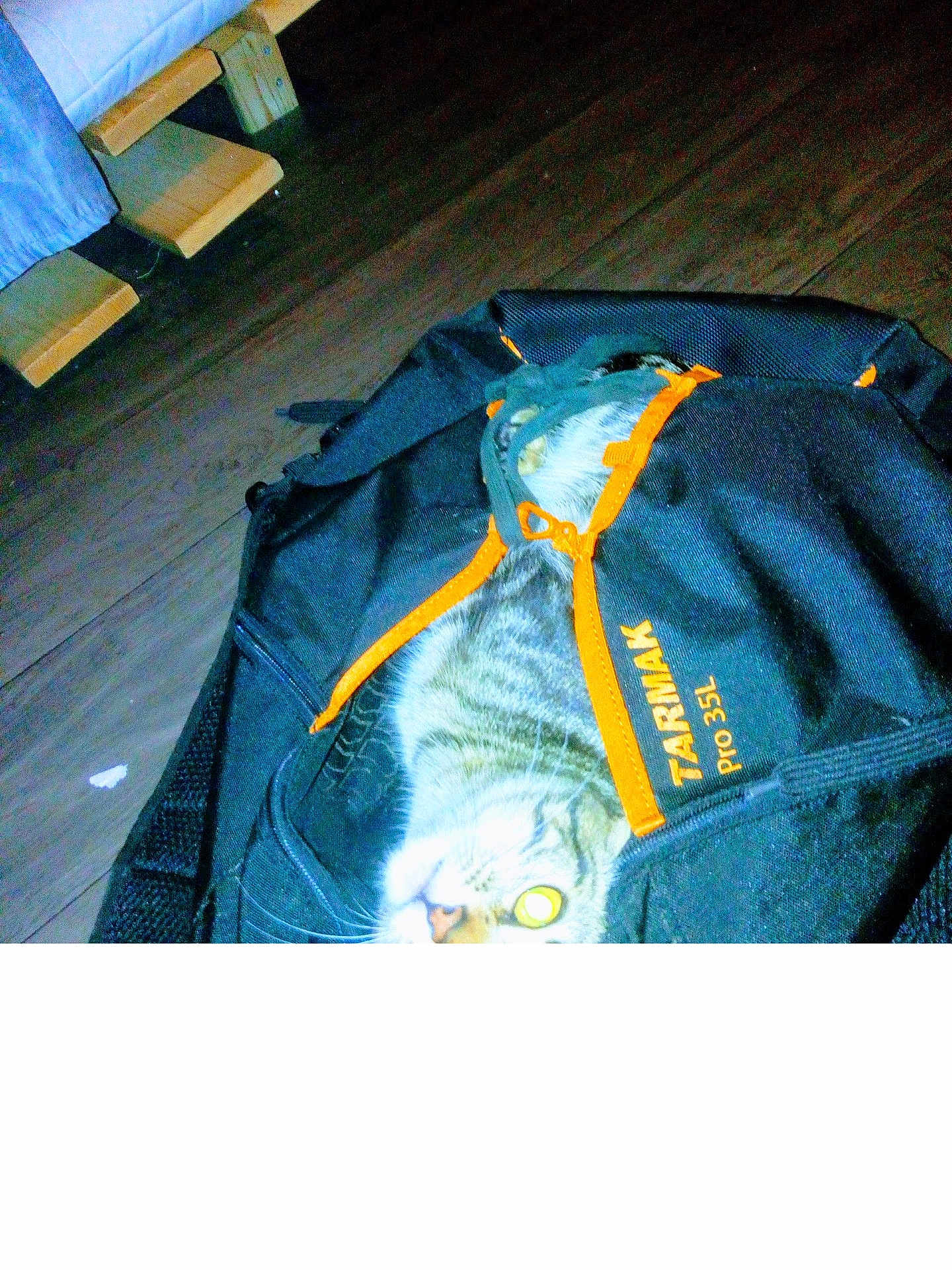Chat Chat participe au concours pour gagner de l'argent avec cette photo : cat, bag, tarmak_pro_35l, wooden_floor, orange_zipper, black_bag, pet, indoor, animal, curious, feline, flash, reflection, domestic_cat, striped_cat, fur, eye_glow, partially_unzipped, zipper, floor