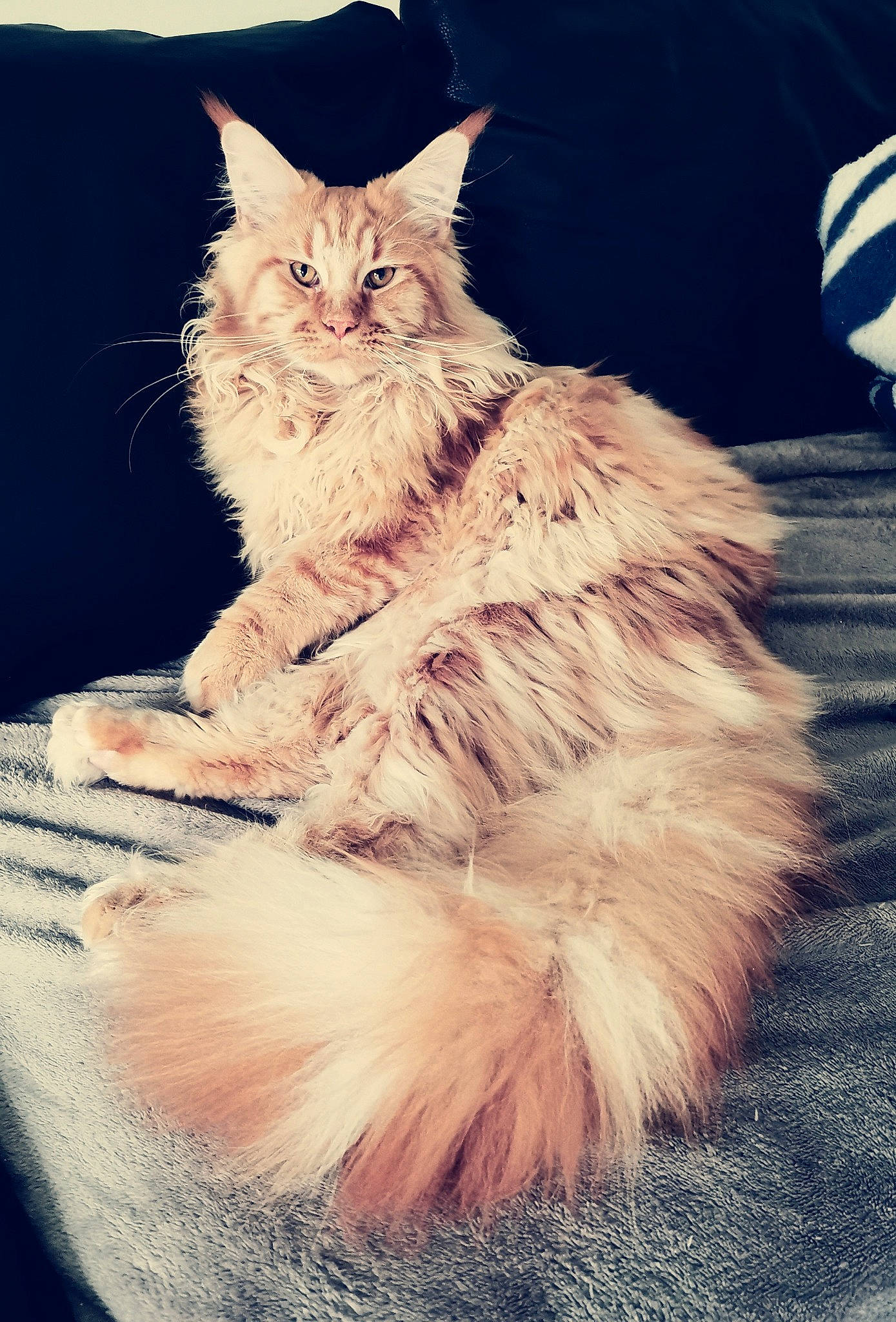 Telios a rejoint le concours — aidez-le/la à gagner de superbes lots ! carnivore, cat, claw, event, fawn, felidae, fur, paw, plant, sitting, small_to_medium_sized_cats, snout, tail, whiskers