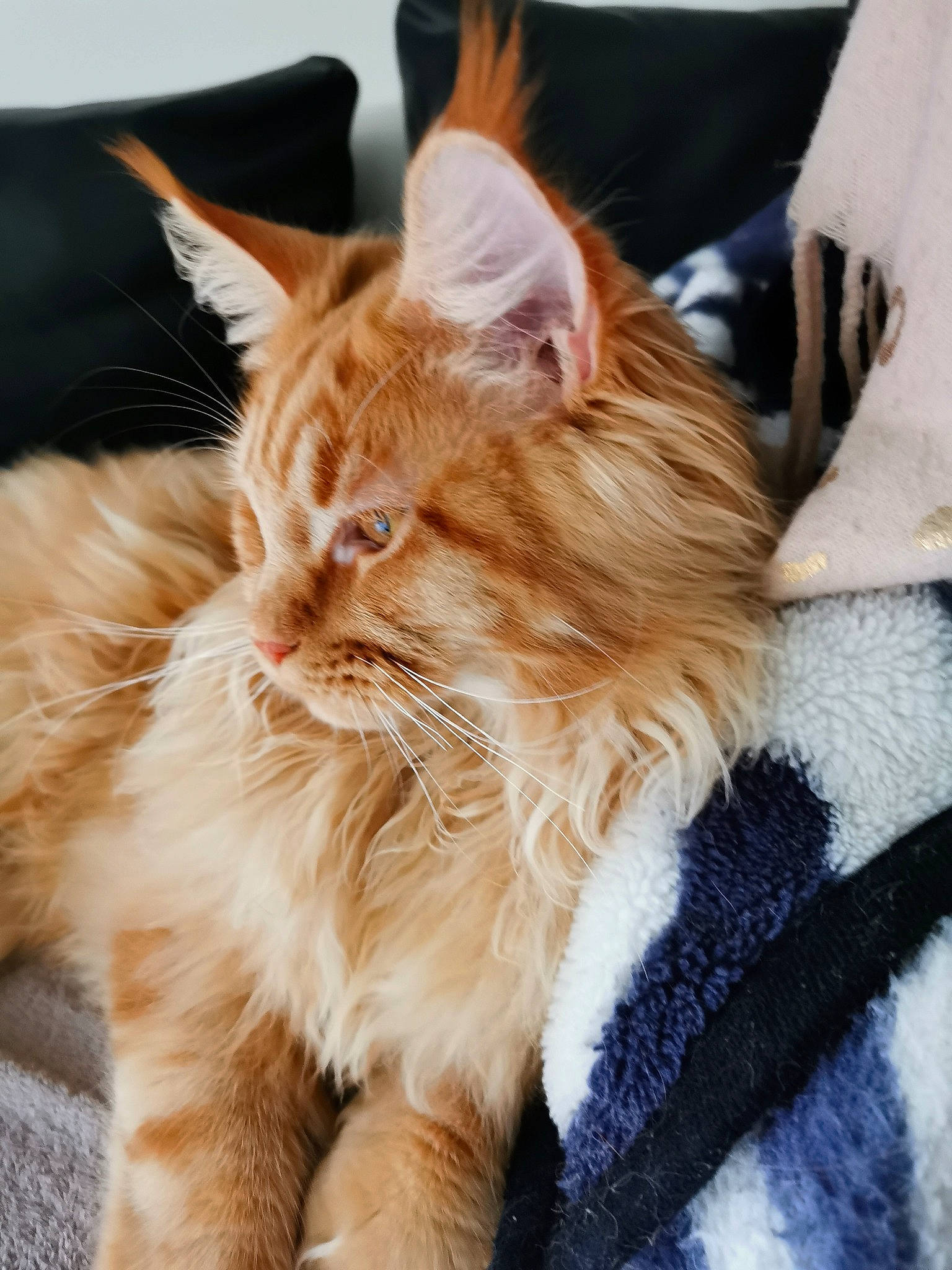 Telios participe au concours pour gagner de l'argent avec cette photo : carnivore, cat, claw, comfort, domestic_short_haired_cat, electric_blue, fawn, felidae, fur, gesture, maine_coon, paw, sitting, small_to_medium_sized_cats, snout, tail, terrestrial_animal, whiskers