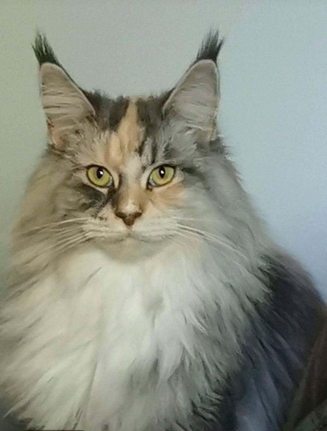 Rebelle a rejoint le concours — aidez-le/la à gagner de superbes lots ! british_longhair, carnivore, cat, eye, face, felidae, fur, maine_coon, small_to_medium_sized_cats, snout, terrestrial_animal, whiskers