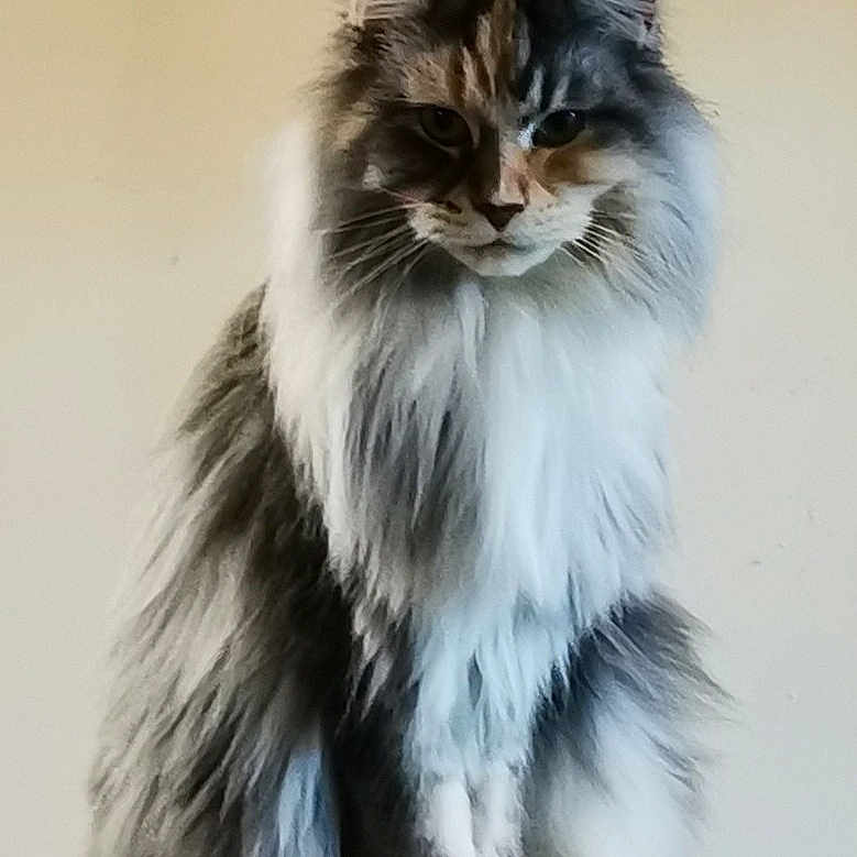 Rebelle a rejoint le concours — aidez-le/la à gagner de superbes lots ! animal, calm, cat, domestic_cat, ears, feline, fluffy, furry, gray_fur, indoor, long_hair, looking, orange_fur, paws, pet, portrait, sitting, stool, whiskers, white_fur