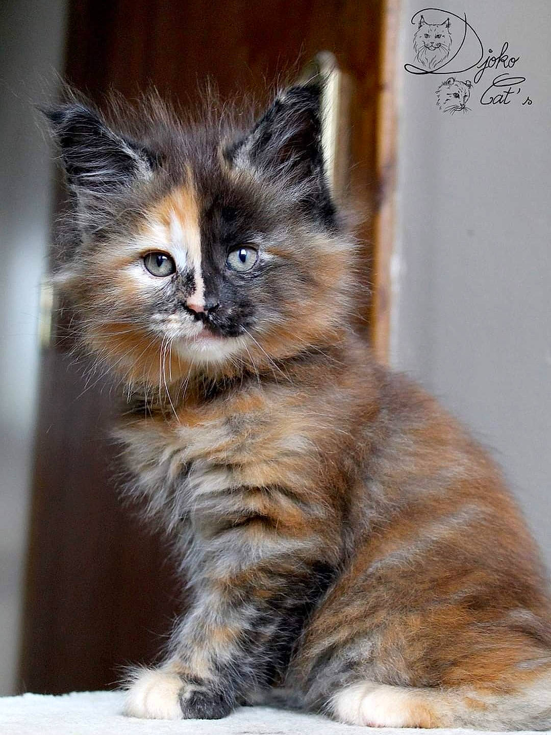 Rubis a rejoint le concours — aidez-le/la à gagner de superbes lots ! carnivore, cat, claw, close_up, domestic_short_haired_cat, eye, fawn, felidae, fur, maine_coon, paw, small_to_medium_sized_cats, snout, tail, terrestrial_animal, whiskers, wildlife