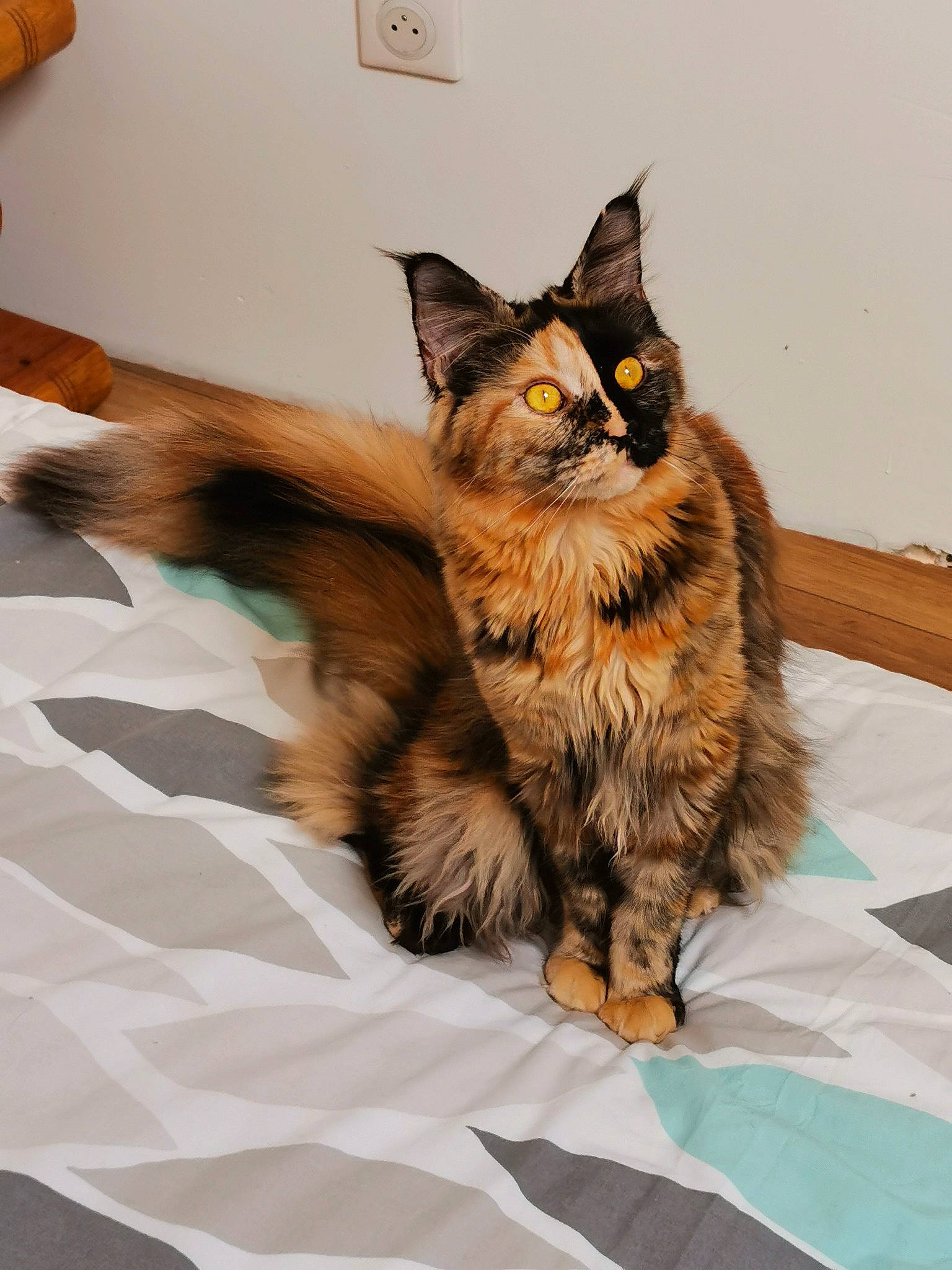 Rubis a rejoint le concours — aidez-le/la à gagner de superbes lots ! art, carnivore, cat, claw, comfort, domestic_short_haired_cat, felidae, flooring, fur, liver, maine_coon, paw, small_to_medium_sized_cats, snout, tail, terrestrial_animal, whiskers, wildlife, wood