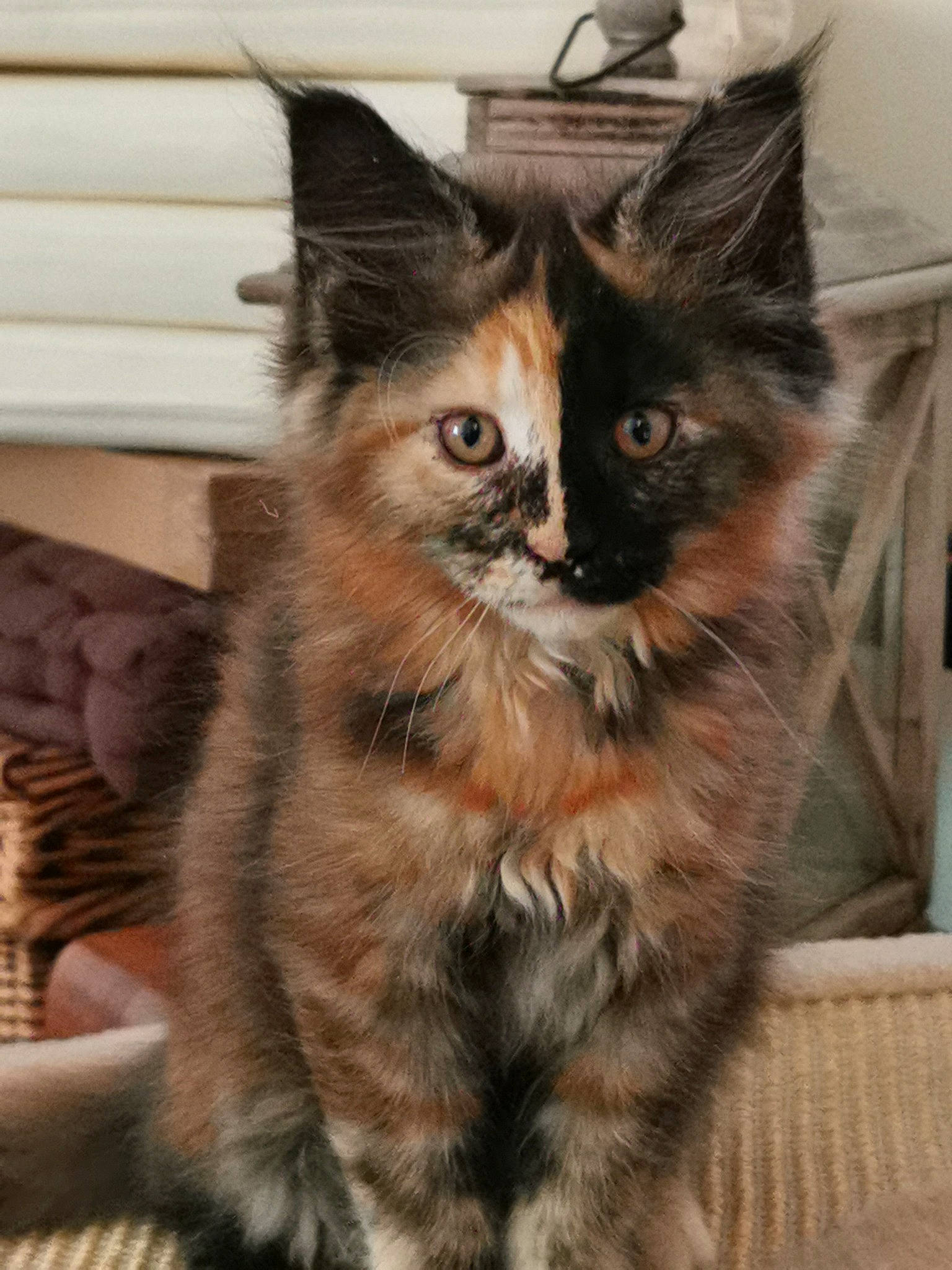 Rubis a rejoint le concours — aidez-le/la à gagner de superbes lots ! box, carnivore, cat, claw, domestic_short_haired_cat, fawn, felidae, fur, maine_coon, paw, small_to_medium_sized_cats, snout, tail, whiskers