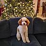 animal, brown_and_white, christmas_lights, christmas_tree, couch, curly_fur, cute, dog, festive, fluffy, front_view, holiday, home, indoor, living_room, pet, portrait, puppy, sitting, sofa