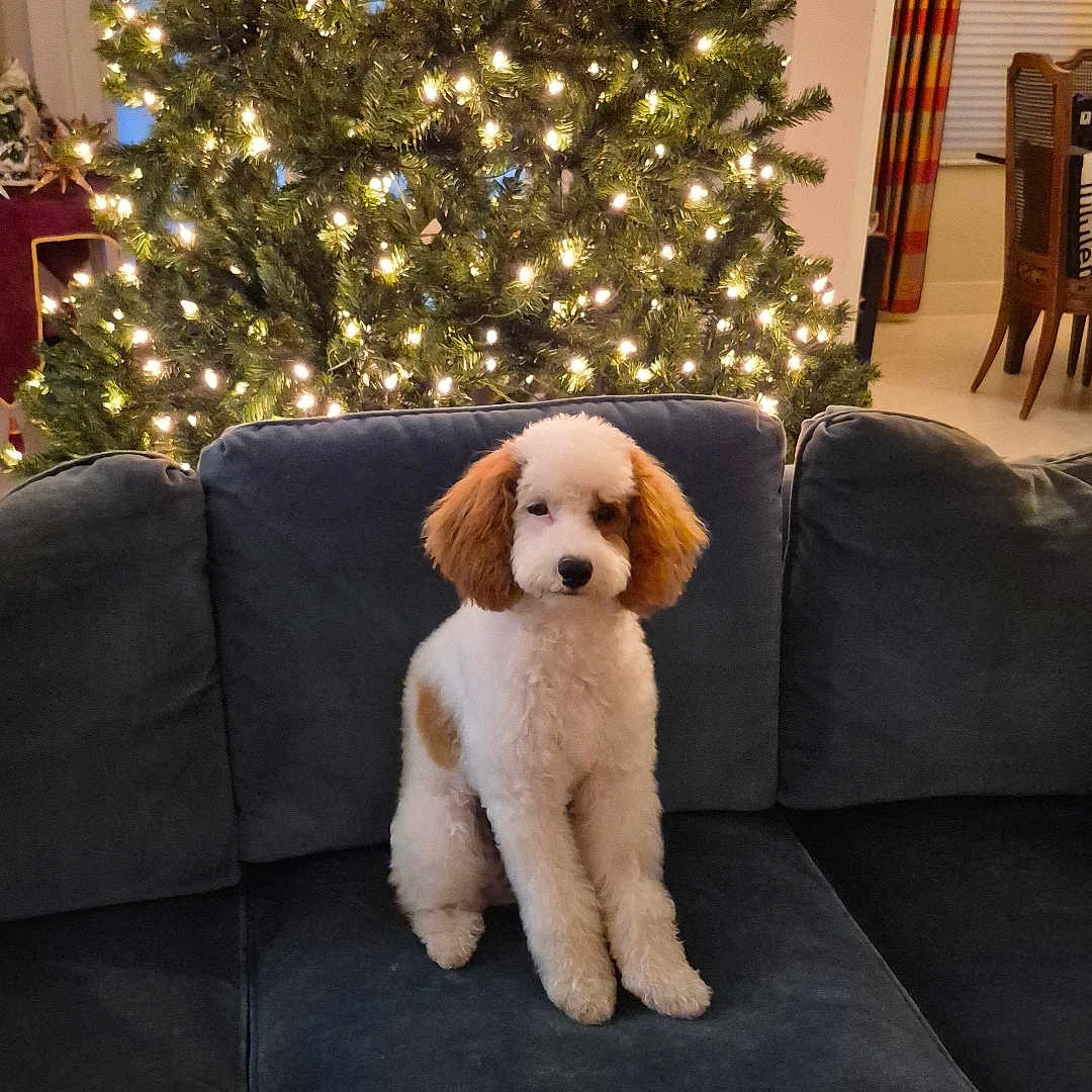 Lulu