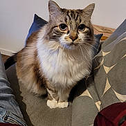 Natsu participe au concours pour gagner de l'argent avec cette photo : cat, fluffy, sitting, indoor, couch, pillow, gray, fur, whiskers, pet, animal, looking, alert, domestic, cute, closeup, face, ears, legs, home