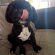 Socks is registered to the contest to win money with this photo: dog, pet, black_and_white, tongue_out, sitting, couch, indoor, fur, cute, animal, small_dog, paw, nose, whiskers, window, light, furniture, domestic_animal, companion, adorable