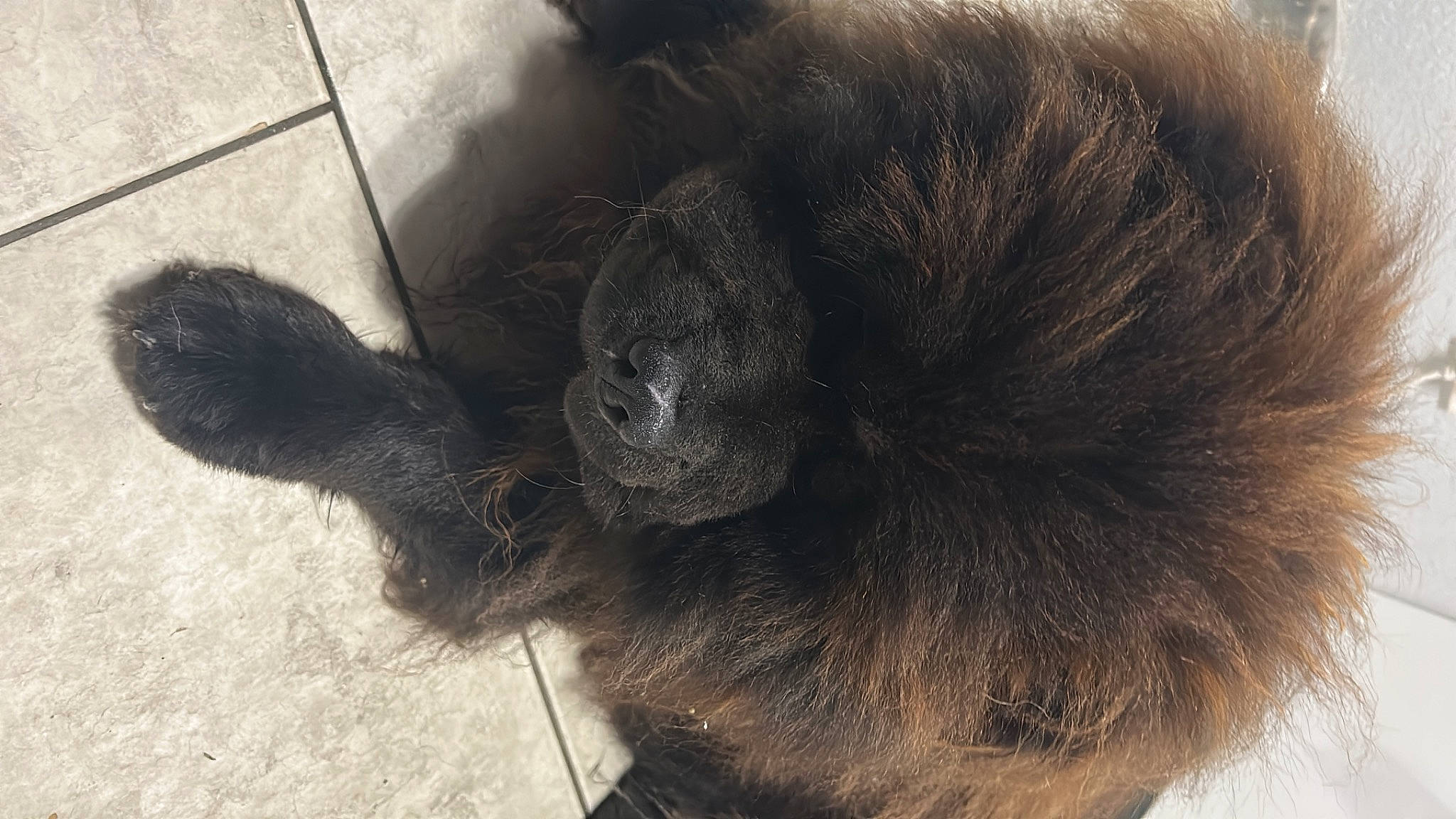 Chunky joined the competition — help win amazing prizes! black_cat, canidae, carnivore, claw, companion_dog, dog_breed, felidae, flooring, foot, fur, human_leg, liver, paw, primate, small_to_medium_sized_cats, snout, sporting_group, tail, terrestrial_animal, whiskers