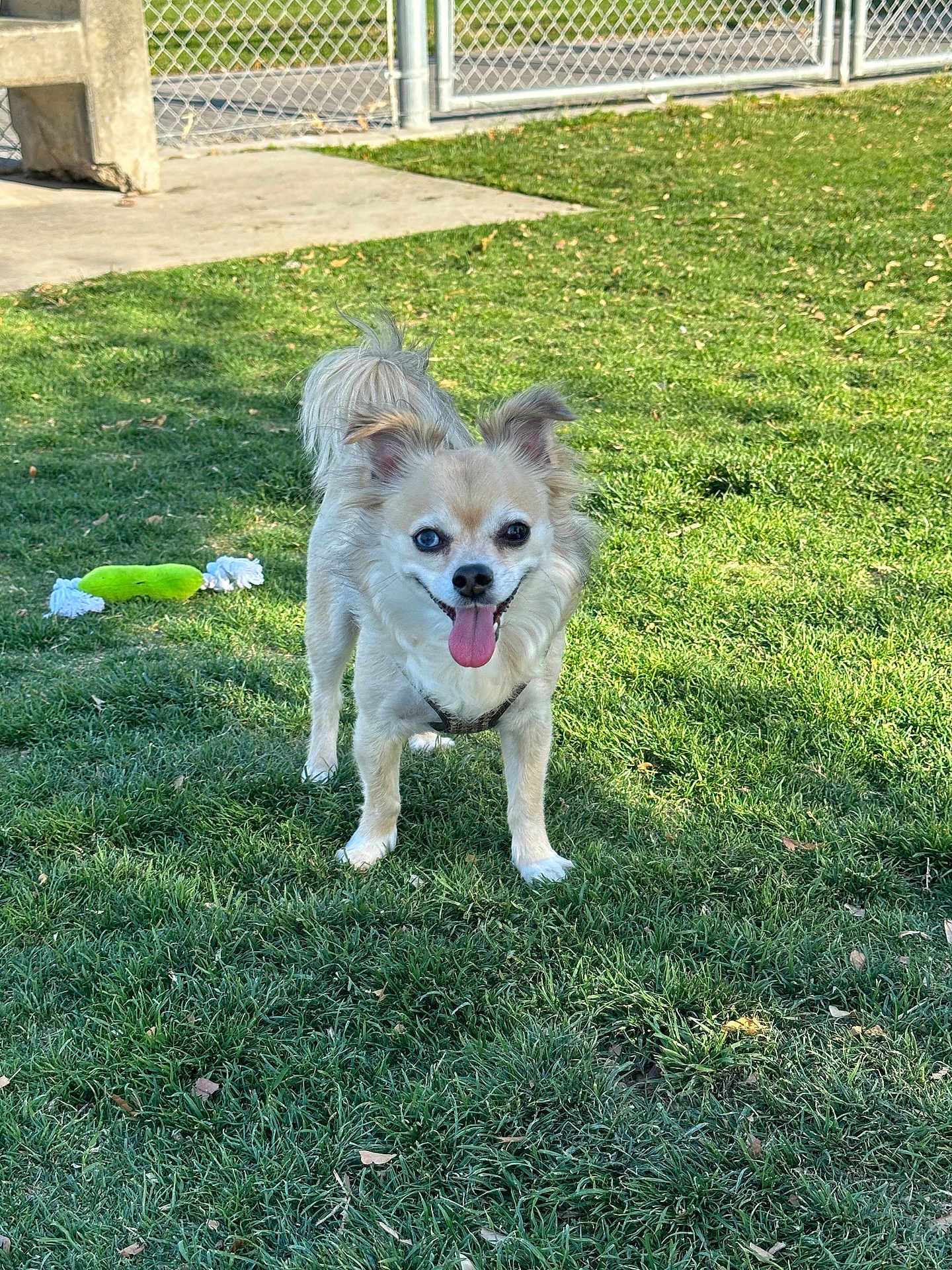 Gizmo