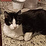 Phantom is registered to the contest to win money with this photo: cat, black_and_white, feline, pet, indoor, countertop, granite, kitchen, container, sign, relaxed, animal, whiskers, fur, resting, curious, closeup, domestic, household, portrait